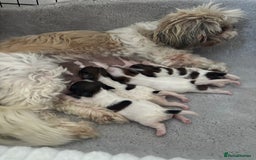Shih Tzu dogs for sale: Shih Tzu puppies  - Image 12
