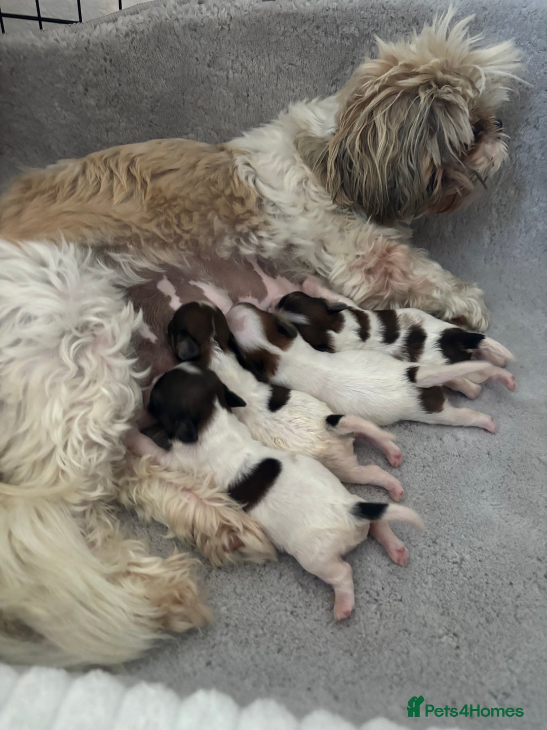 Shih Tzu dogs for sale: Shih Tzu puppies  - Image 12