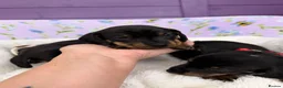 Dachshund dogs for sale: 3 adorable standard dachshund girls available  - Advert 7