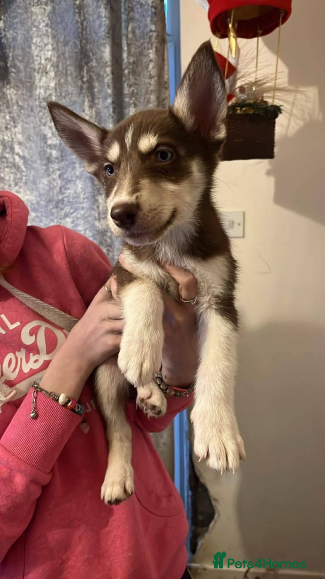 Mixed Breed dogs for sale: 4 males 1 female german sheperd x husky - Advert 5