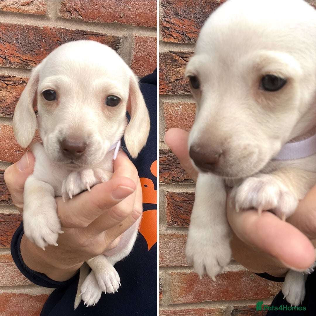 Miniature Dachshund dogs for sale: Quality Miniature Dachshund - Smooth Creams - Image 9