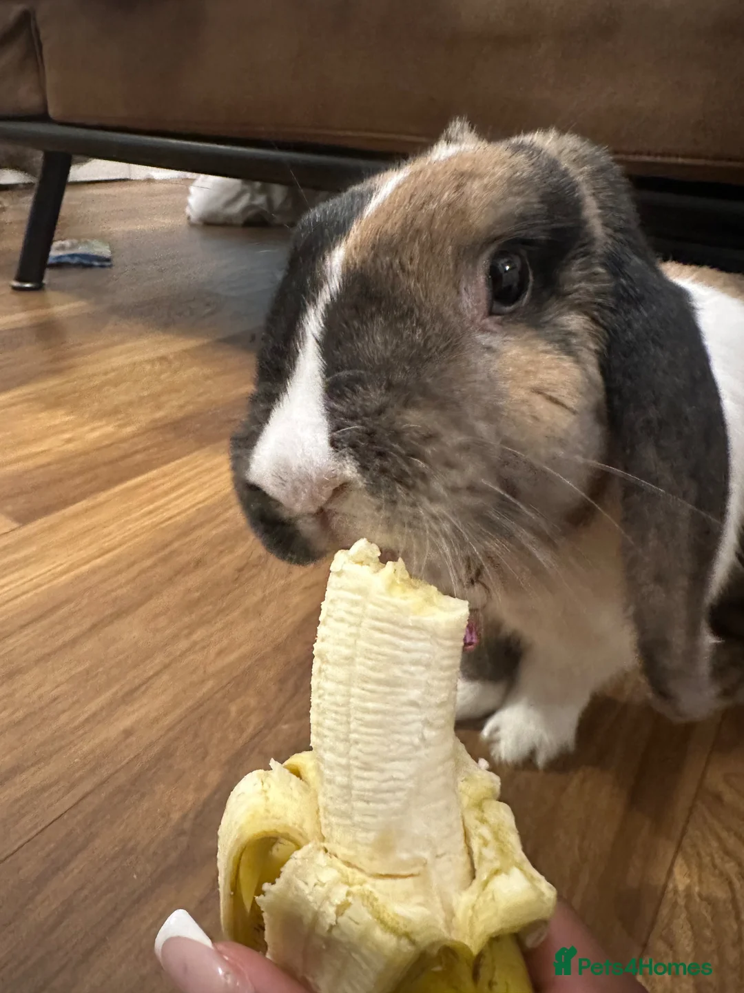 Mixed Breed rabbits for sale: Mini lop x for new home  in Reading - Advert 3