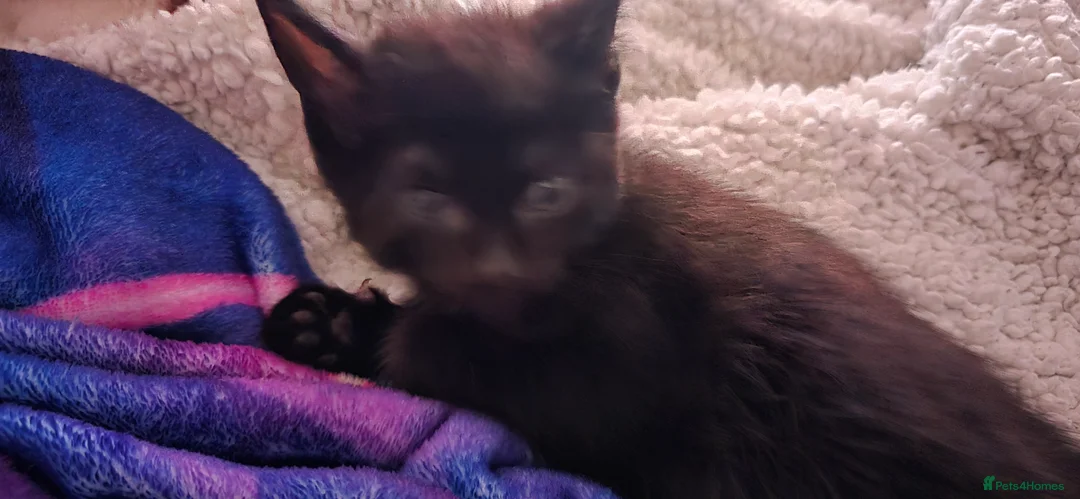 British Longhair cats for sale: Gorgeous black female kitten  - Advert 10