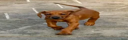 Rhodesian Ridgeback dogs for sale: Health tested parents of excellent temperament.  - Advert 9