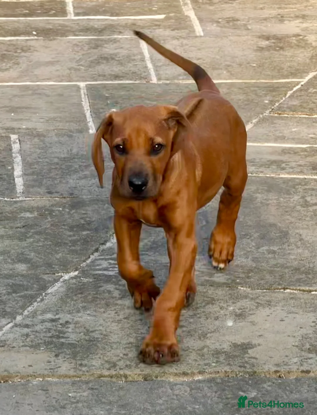 Rhodesian Ridgeback dogs for sale: Health tested parents of excellent temperament.  - Advert 9