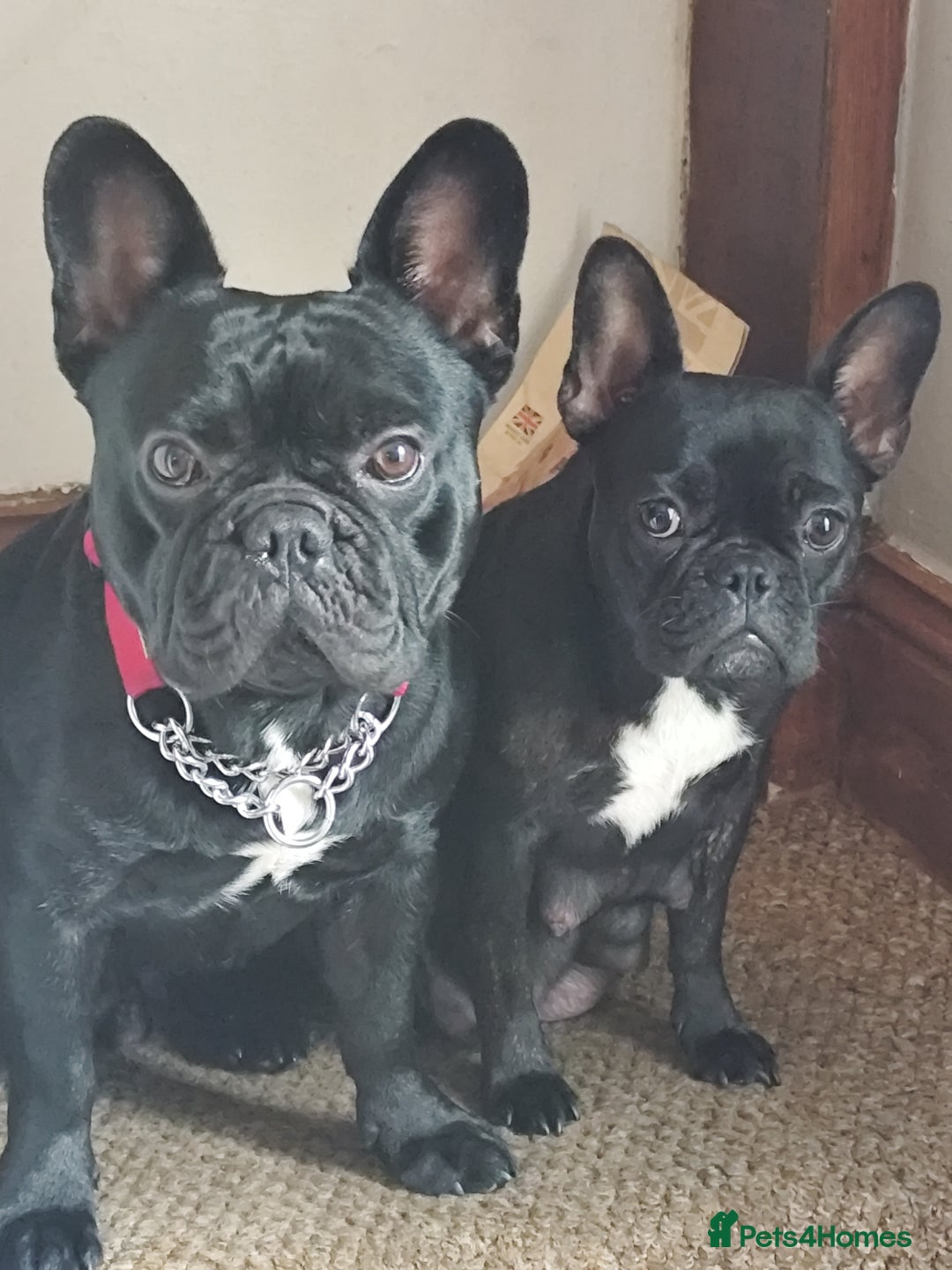 French Bulldog dogs for sale: French bulldog puppy READY TO LEAVE NOW - Advert 3