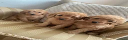 Cockapoo dogs for sale: Adorable Cockapoo Puppies in Chippenham - Advert 5