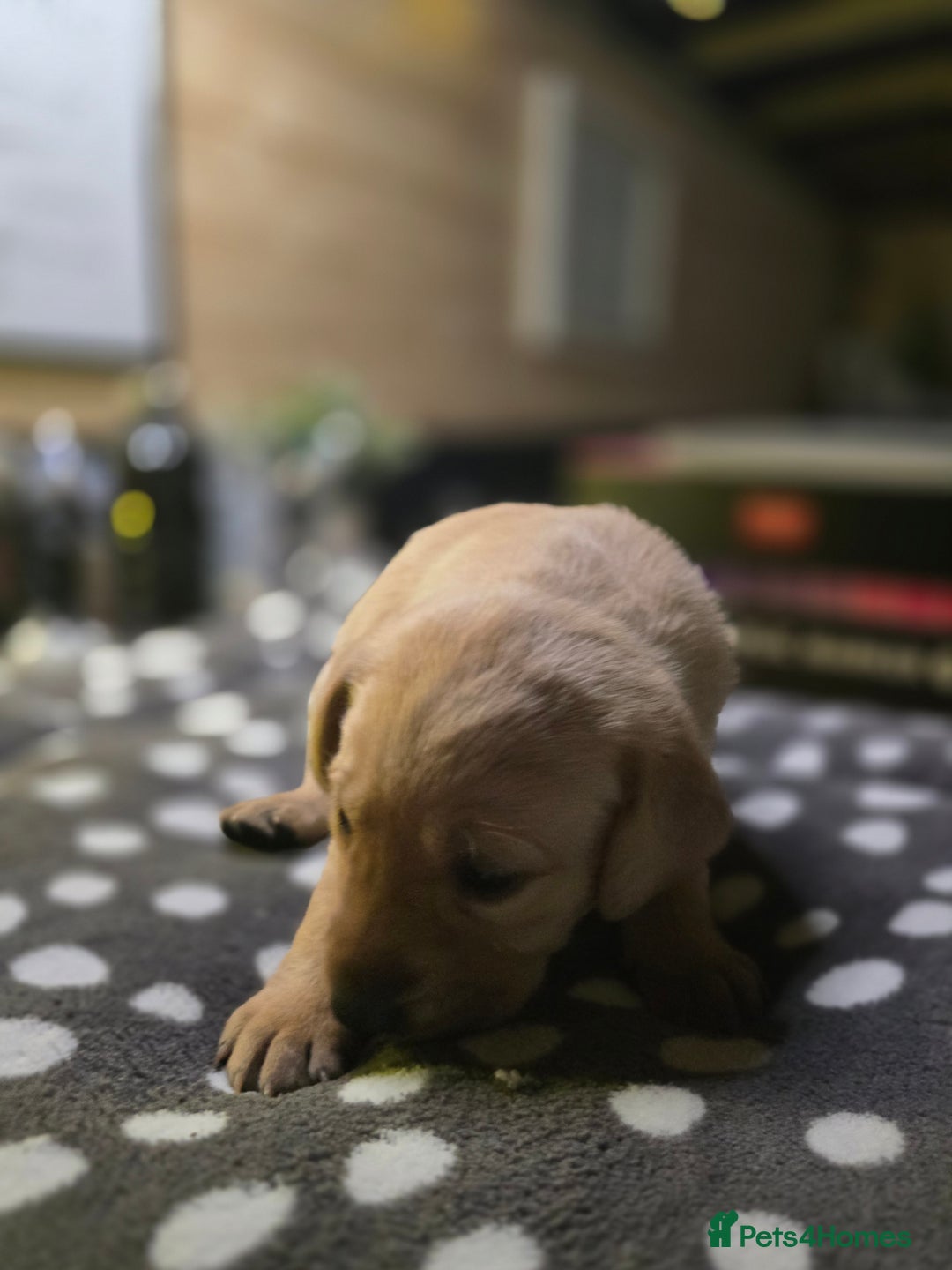 Labrador Retriever dogs for sale: Beautiful Labradors. Ready in time for Christmas - Image 18