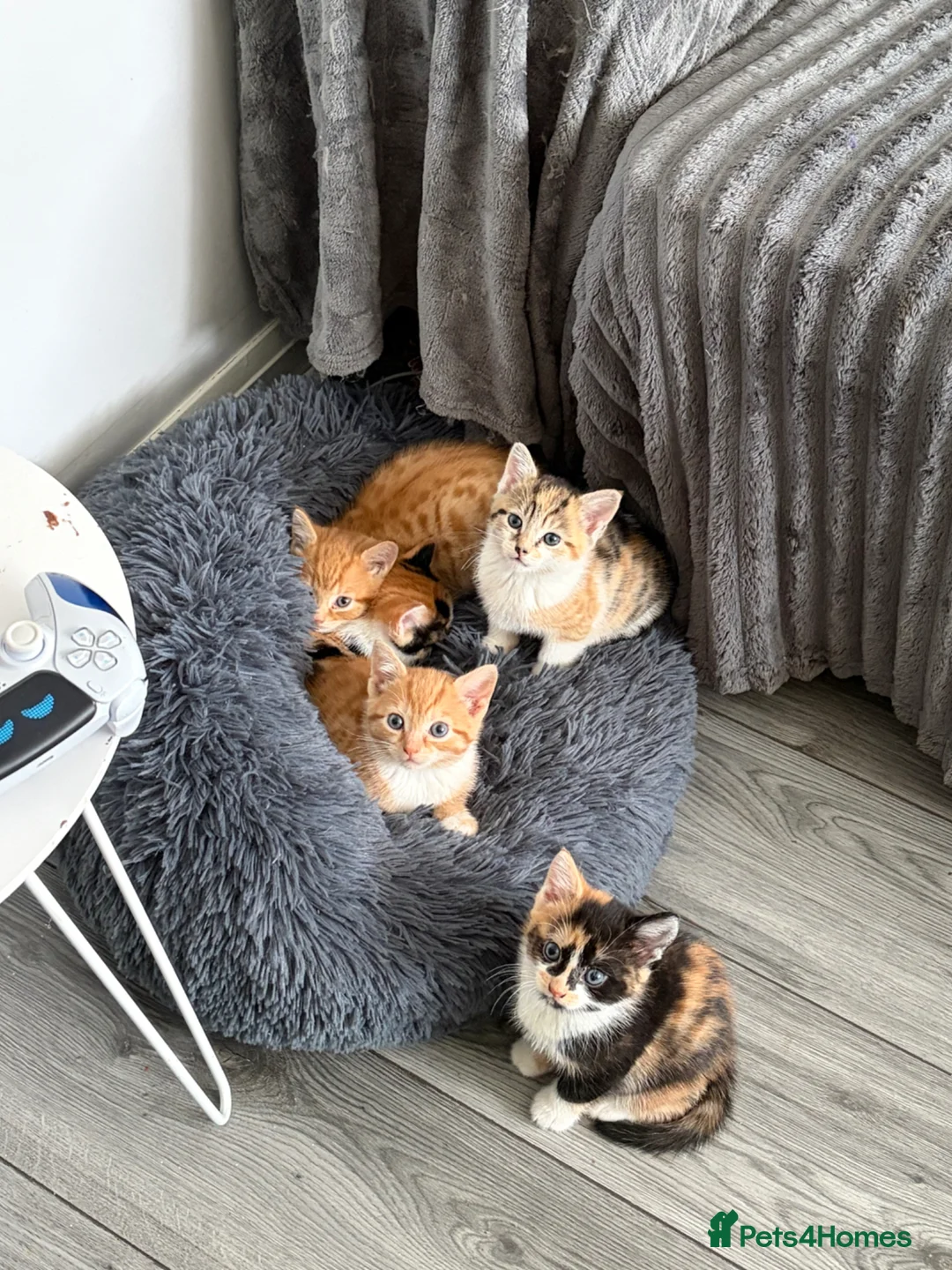 Mixed Breed cats for sale: Kittens in Bellshill - Advert 1