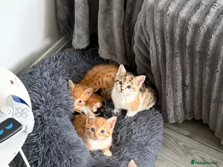 Mixed Breed cats Kittens - Advert 2