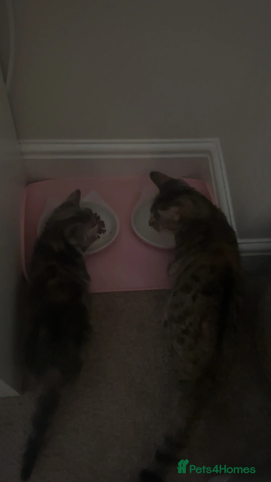 Mixed Breed cats for sale: Nova and Nellie  - Advert 13