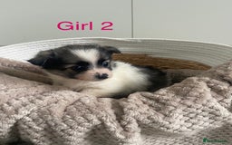 Mixed Breed dogs for sale: Jack-A-terrain puppies - Image 8