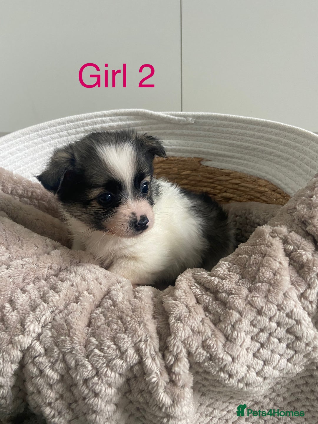 Mixed Breed dogs for sale: Jack-A-terrain puppies - Image 8