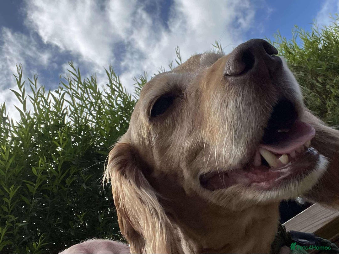 Cocker Spaniel dogs for adoption: Bob needs a loving home  - Advert 26