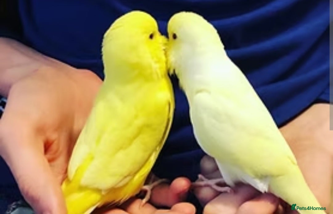 Budgerigars birds Hand reared super tame lutino budgie  - Advert 8