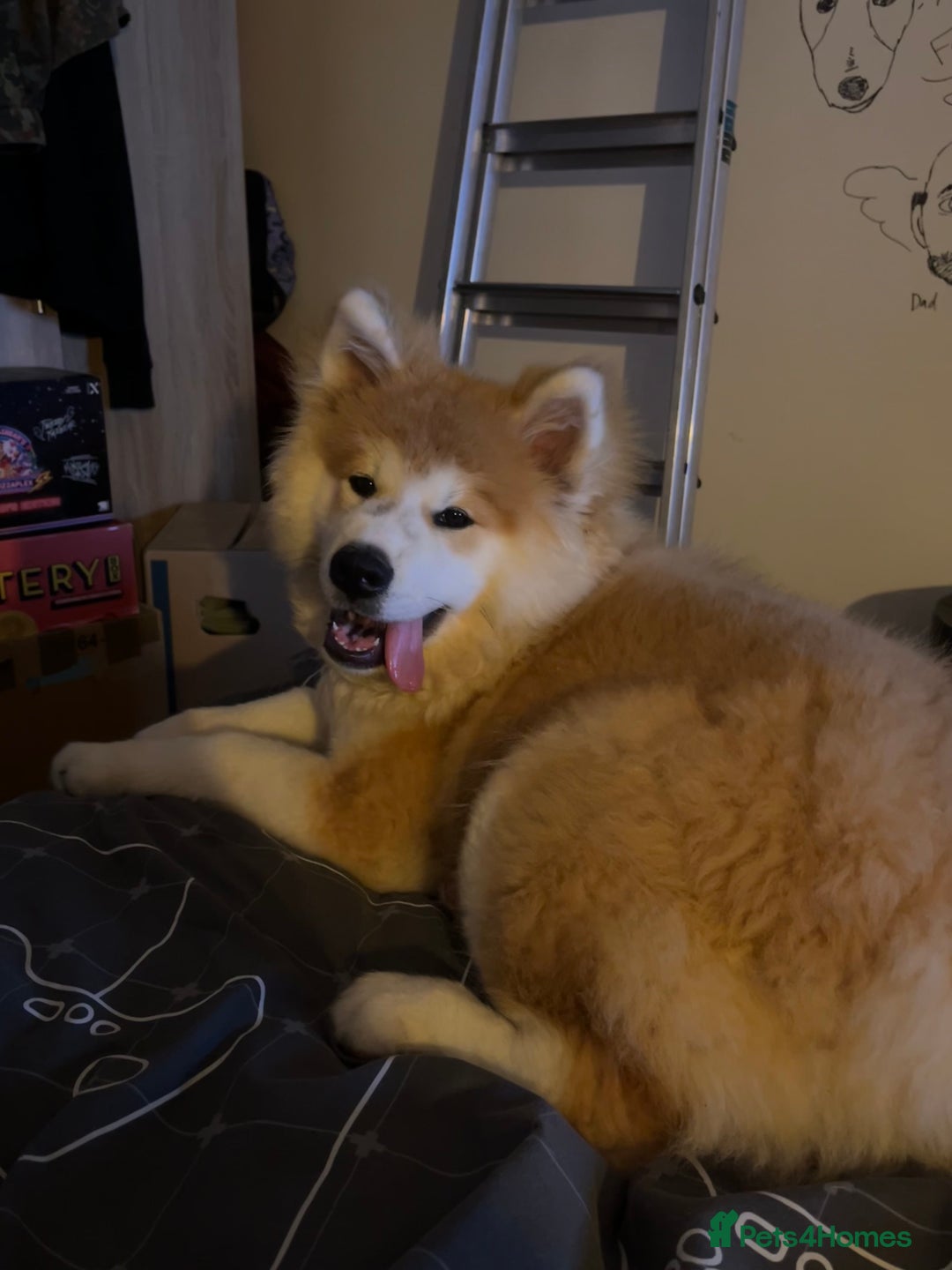 Akita dogs for sale: Japanese Akita Inu 4months old, purebred  - Image 2