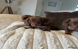 Miniature Dachshund dogs for sale: READY TO LEAVE NOW - Image 5
