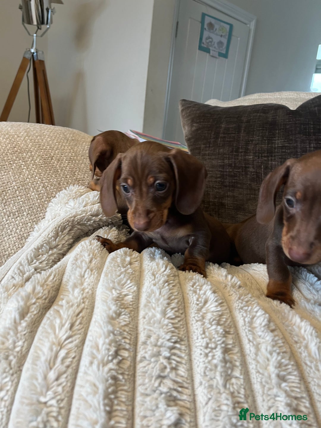 Miniature Dachshund dogs for sale: READY TO LEAVE NOW - Image 5
