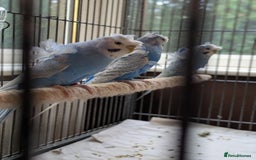 Budgerigars birds for sale: Japanese crested Hagoromos for sale - Image 3
