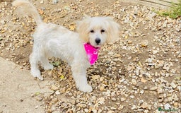 Cavapoo dogs for sale: GORGEOUS F1b TOY CAVAPOO-4 MONTHS OLD 🩷 - Image 2