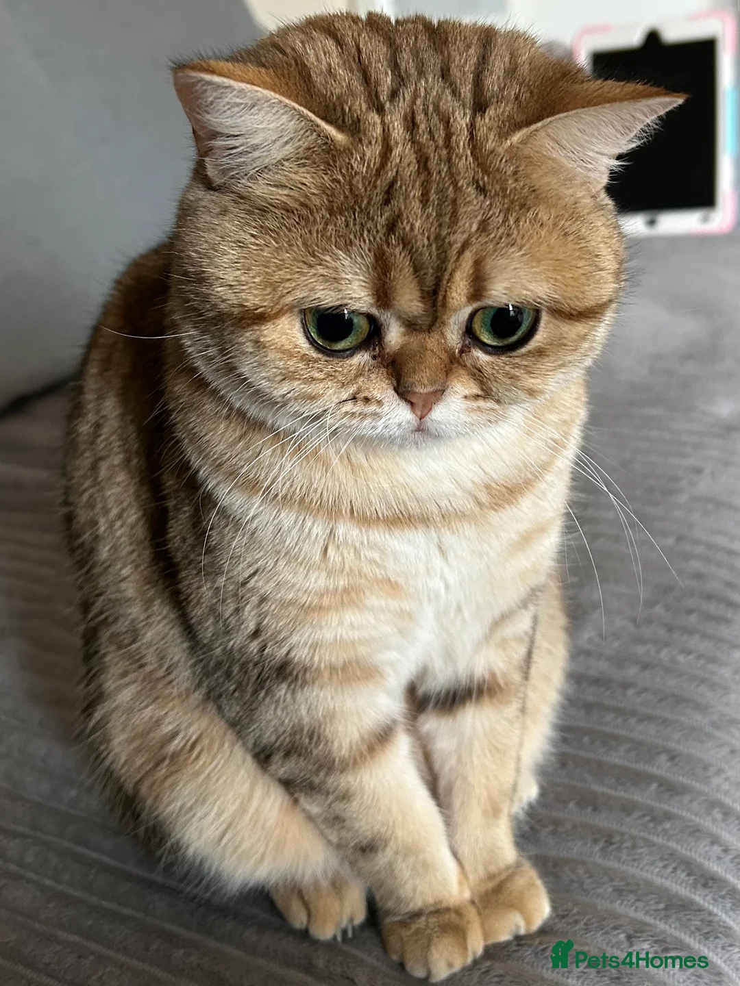 Mixed Breed cats for sale: Lovely cute cat (Rosie) - Advert 1