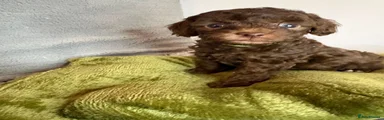 Cavapoo 2 - Green blanket