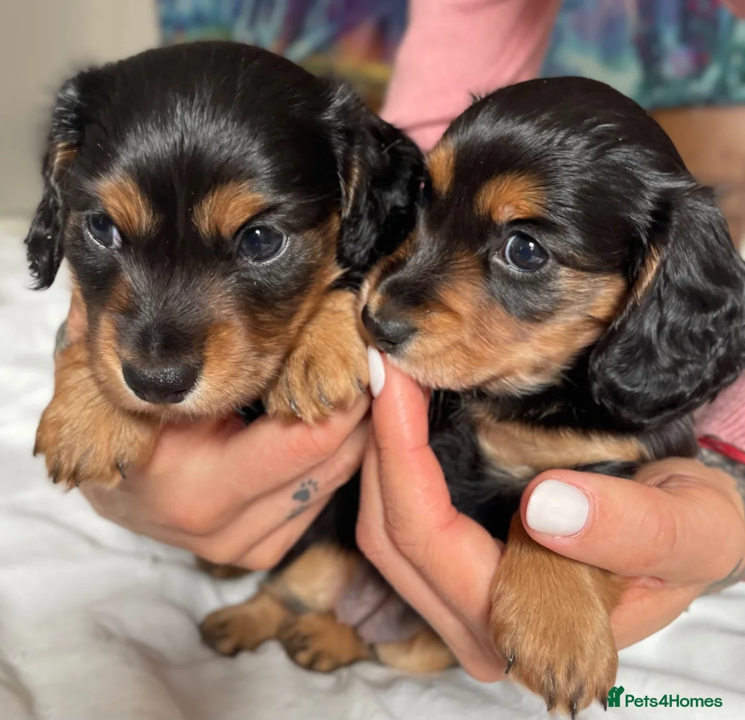 Miniature Dachshund dogs for sale: Black&Tan Puppies Looking for Their Forever Homes! - Advert 2