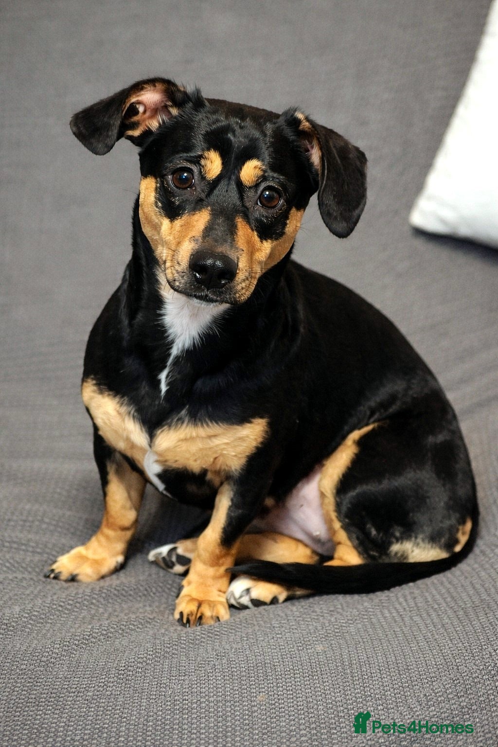 Mixed Breed dogs ❤️ROSIE, A Loving Companion Looking for Security🐾 - Advert 5