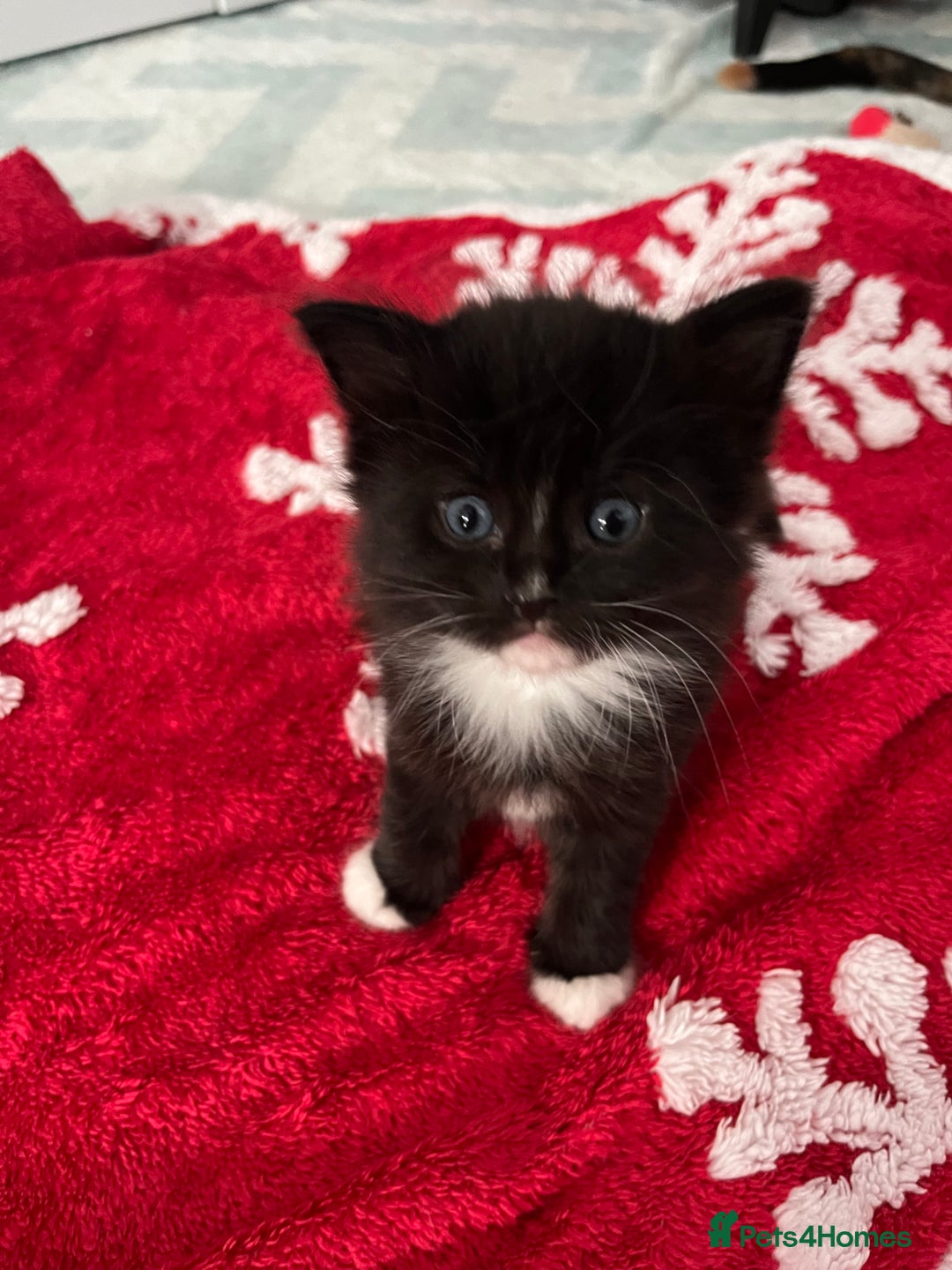 Mixed Breed cats for sale: 5 Beautiful Half-Ragdoll kittens ❤️ - Advert 12