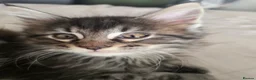Maine Coon cats for sale:  🐾❤️ BEAUTIFUL MAINE COON KITTENS  ❤️🐾 - Advert 11