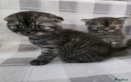 Scottish Fold cats for sale: Scottish-fold/straight ears kittens grey colour - Image 3