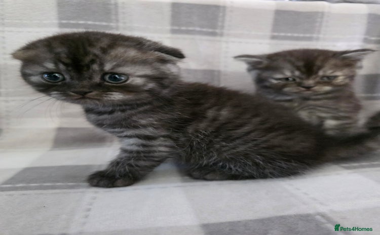Scottish Fold cats - Advert 1