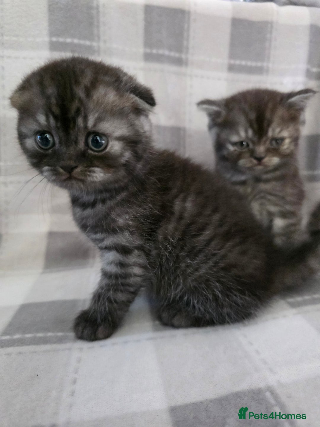 Scottish Fold cats for sale: Scottish-fold/straight ears kittens grey colour - Image 3