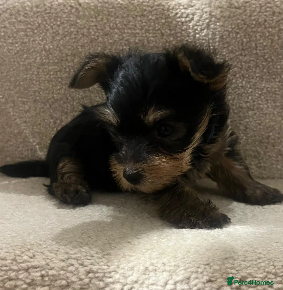Yorkshire Terrier dogs for sale: 😍 Yorkshire terrier puppies 😍 - Advert 2