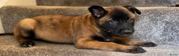Belgian Shepherd Dog dogs for sale: Stunning Belgian Malinois Puppies  - Advert 8