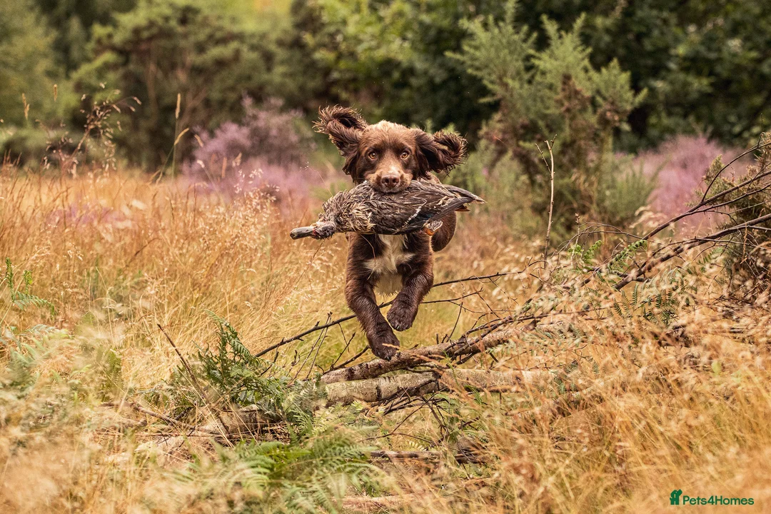 Sprocker dogs for stud: Health tested sprocker for stud in Shrewsbury - Advert 5