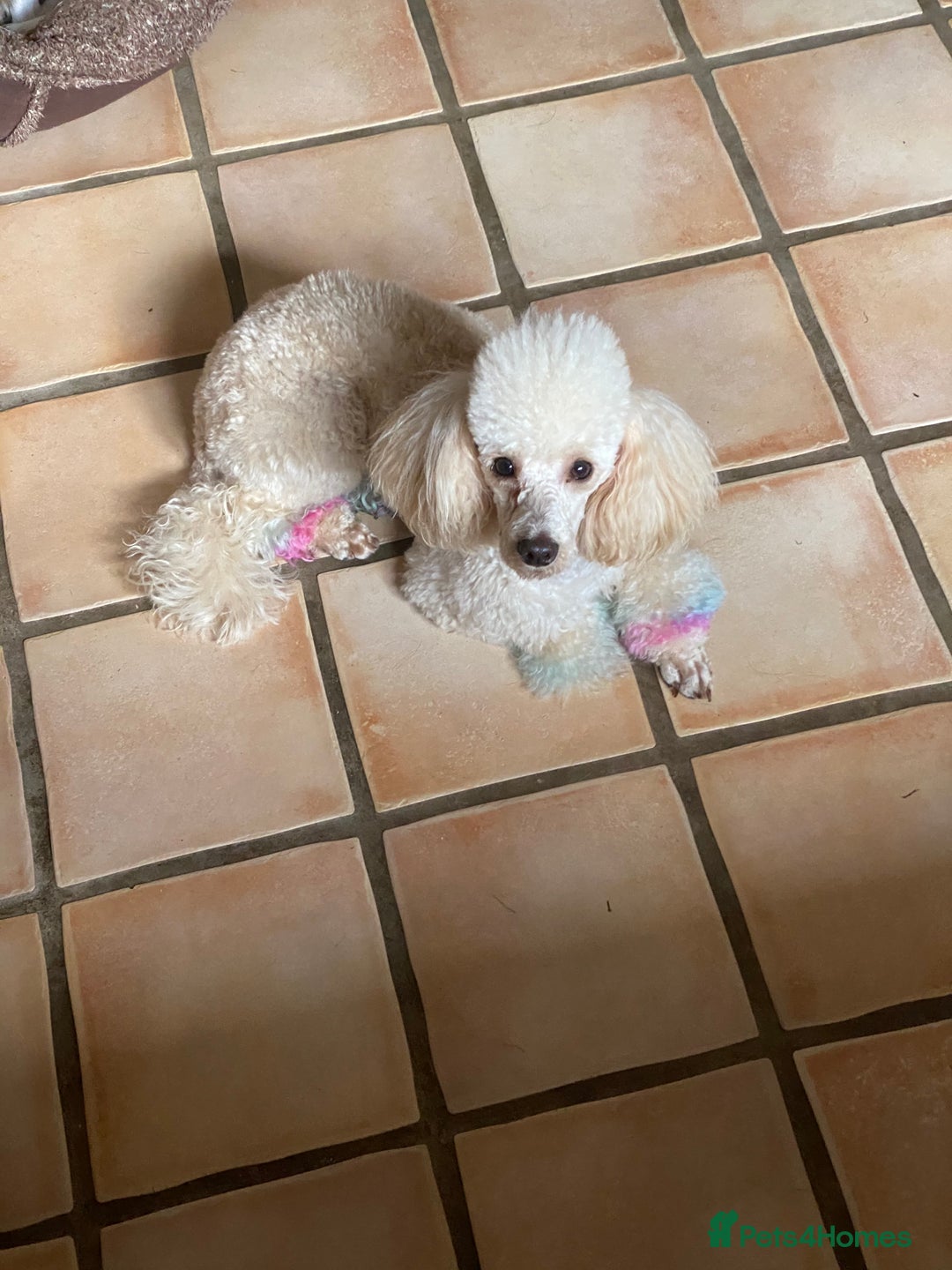 Toy Poodle dogs for sale: Gorgeous apricot toy poodle boy - Advert 2