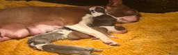 Boston Terrier dogs for sale: Stunning boston terrier puppies  - Advert 9