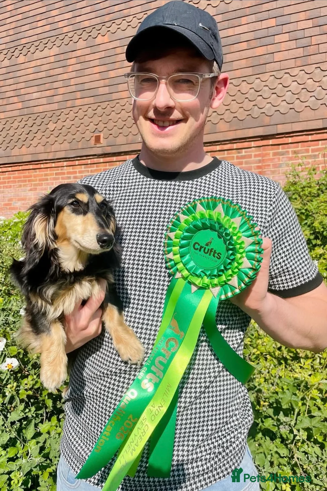 Miniature Dachshund dogs for stud: KC Registered - Health Tested - Proven Stud Dog 🏅 - Advert 11