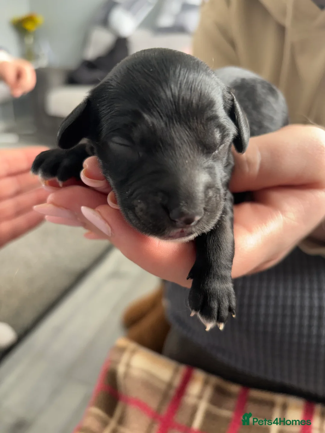 Cockapoo dogs for sale: Cockapoo puppies in Redcar - Advert 16