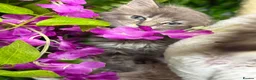 Maine Coon cats for sale: Mainecoon  - Advert 5