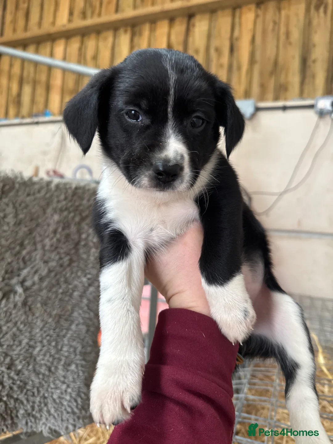 Sprollie dogs for sale: Beautiful Sprollie puppies - Advert 5