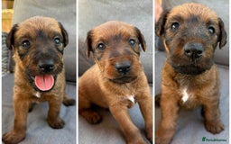 Irish Terrier dogs for sale: 2 Irish Terrier Puppy Girls for Sale 🐾 - Image 1