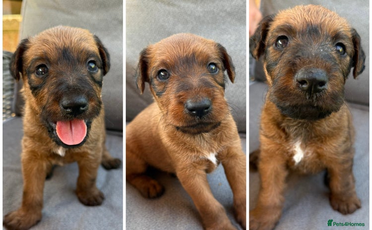 Irish Terrier dogs - Advert 1
