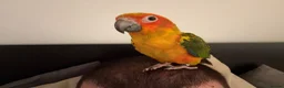 Conures birds for sale: Young sun conure and blue pallid Quaker  - Advert 4