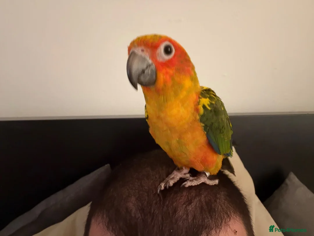 Conures birds for sale: Young sun conure and blue pallid Quaker  - Advert 4