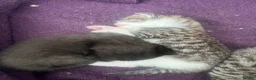 Mixed Breed cats for sale: Tabby and black kittens - Advert 2