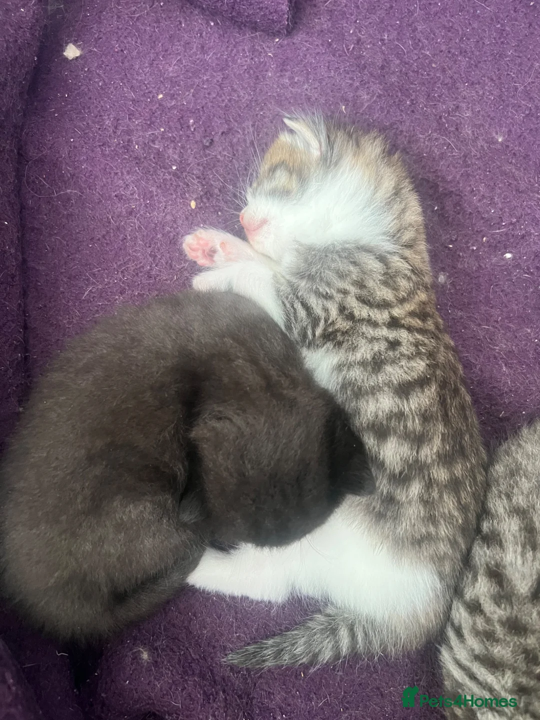 Mixed Breed cats for sale: Tabby and black kittens - Advert 2