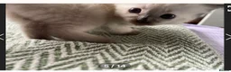 Ragdoll cats for sale: 6th Generation*Pedigree Ragdoll Kittens GCCF&TICA - Advert 6