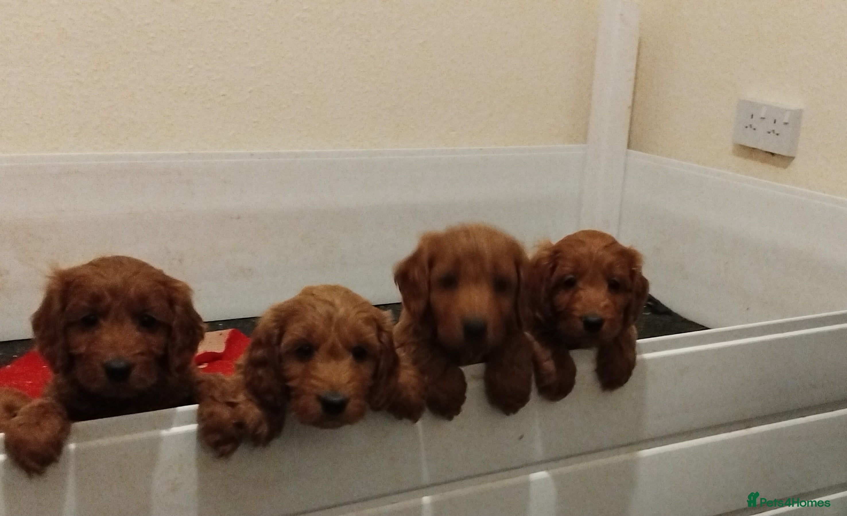 Cockapoo dogs F1 Cockapoo pups for sale - Advert 14